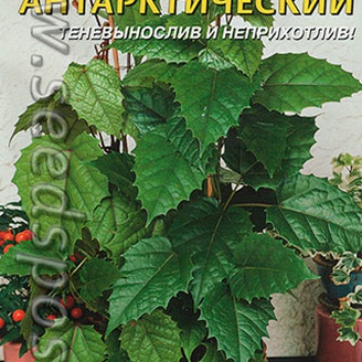 Циссус Антарктический, 3 шт.