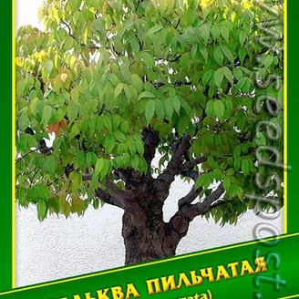 Дзельква Пильчатая, 0,5 г (≈ 50 шт.)  