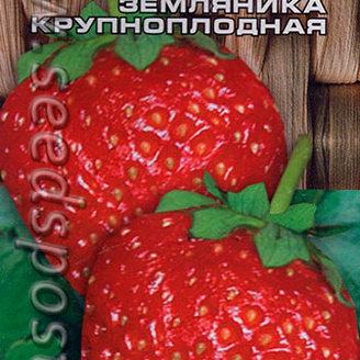 Клубника крупноплодная Зефир, 10 шт.