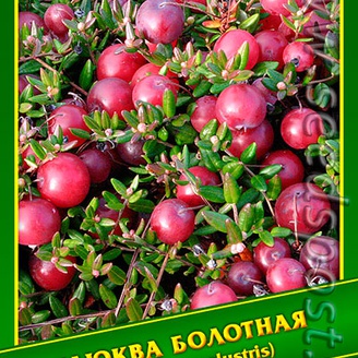 Клюква Болотная, 0,03 г (≈ 35 шт.)     