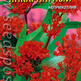 Ваточник Инкарнатный, 9 шт.