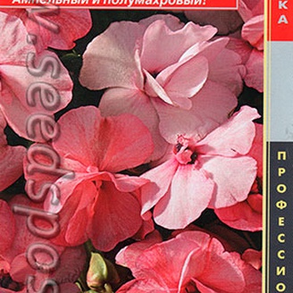 Бальзамин ампельный Уоллера Атена Яблоневый цвет F1, 5 шт. Профессиональная коллекция