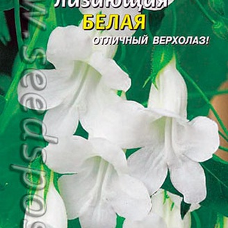 Азарина лазающая Белая, 10 шт.