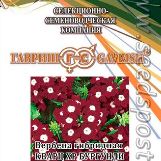 Вербена гибридная Кварц XP Бургунди с глазком, 250 шт. Профессиональная упаковка