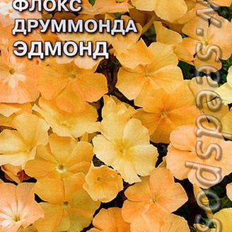 Флокс Друммонда крупноцветковый Эдмонд, 0,2 г