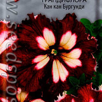 Петуния грандифлора Кан Кан Бургунди, 10 шт.