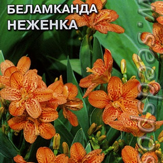 Беламканда (леопардовая лилия) Неженка, 0,2 г