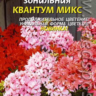 Пеларгония зональная Квантум Микс F1, 3 шт.