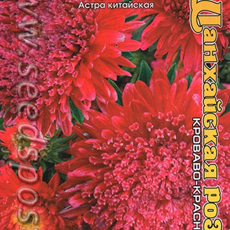 Астра Шанхайская роза Кроваво-красная, 40 шт.