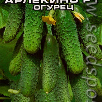 Огурец Арлекино, 5 шт.