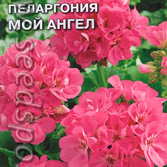 Пеларгония Мой ангел, 5 шт.