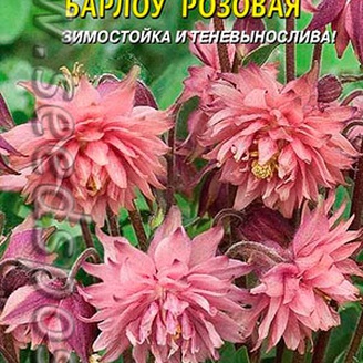 Аквилегия махровая Барлоу Розовая, 9 шт.